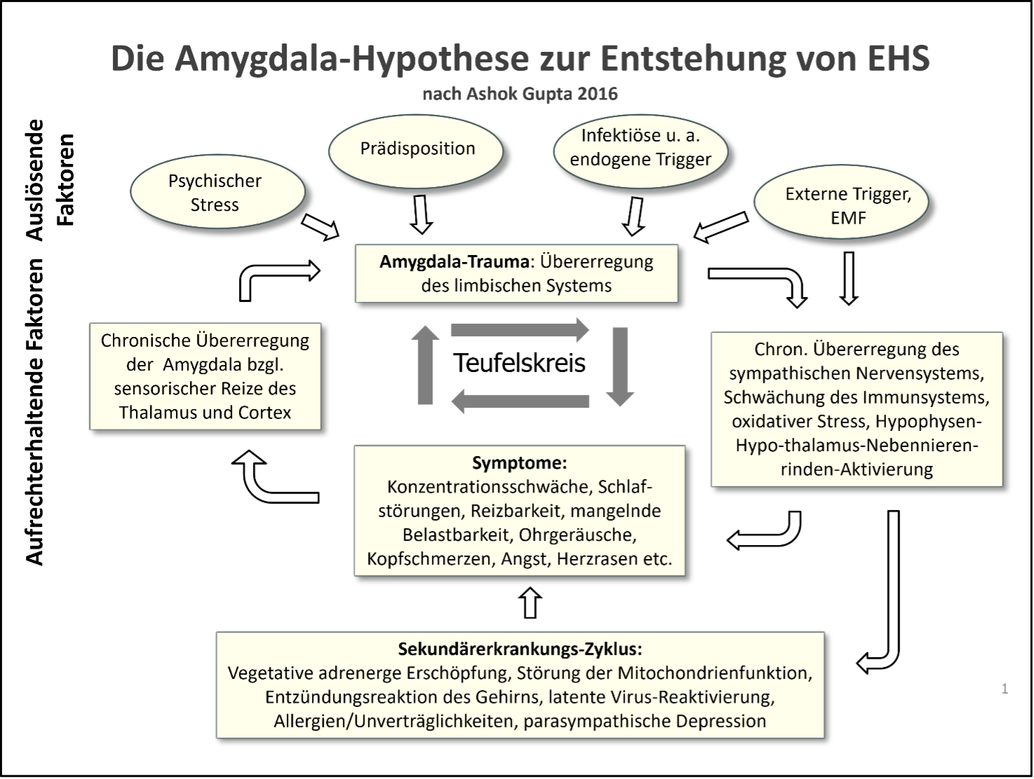 Die Amygdala Hypothes zur Entstehung von EHS nach Ashok Gupta 2016